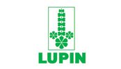 lupin